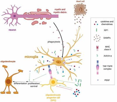 Central Nervous System Remyelination: Roles of Glia and Innate Immune Cells